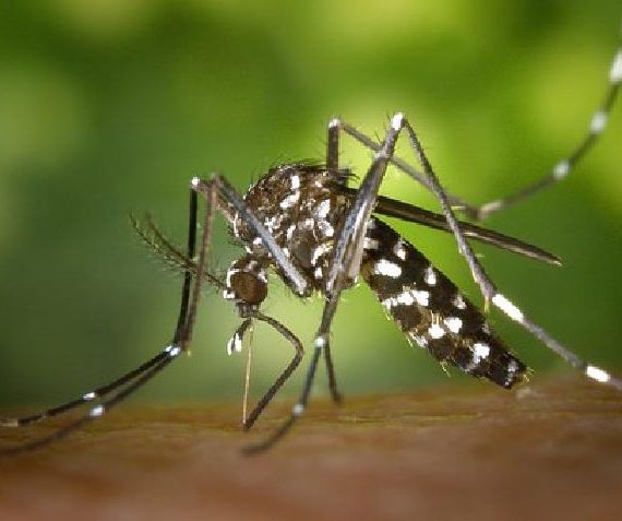 5 Fakta Unik Nyamuk, Si Kecil yang Mematikan